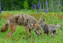 Baby: Cute: Coyote