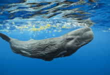 Baby:_Dy07h40hpa= Sperm Whale