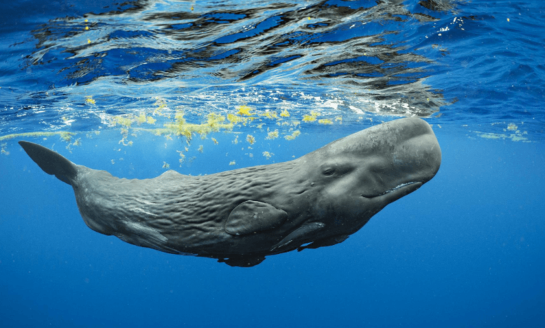 Baby:_Dy07h40hpa= Sperm Whale