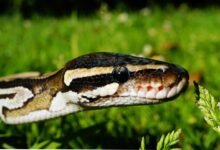 smart scaling performance analysis